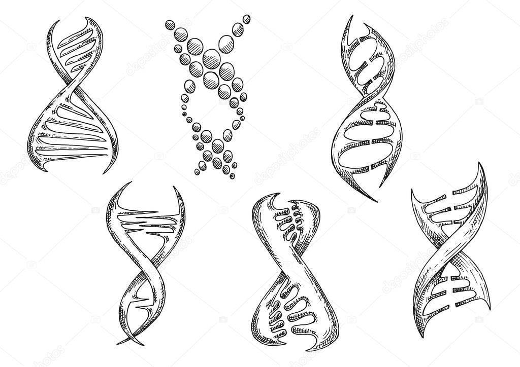 DNA models with double helices sketches