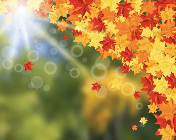 カエデの葉と太陽ビーム — ストックベクタ