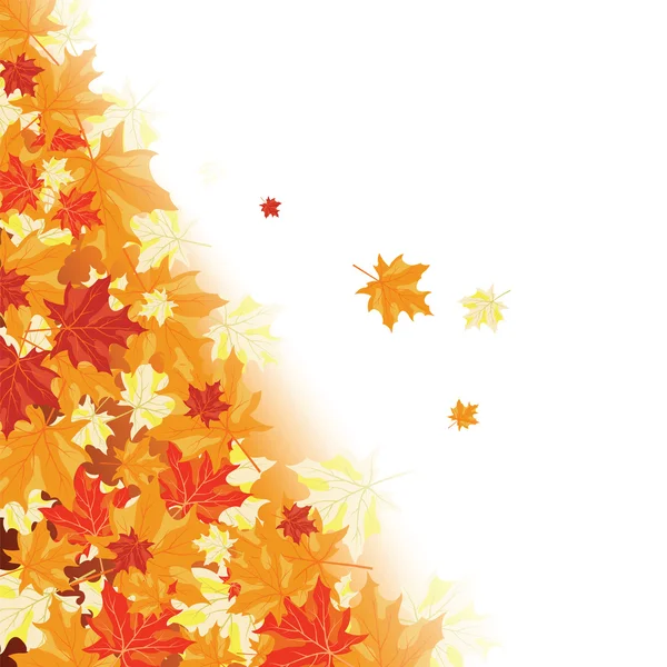 Autumn maple leaves — Stock Vector