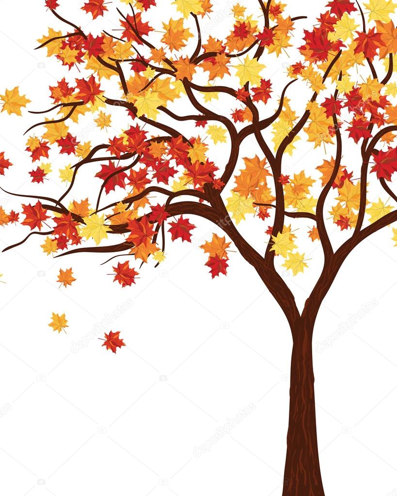 Autumn tree  with maple leaves