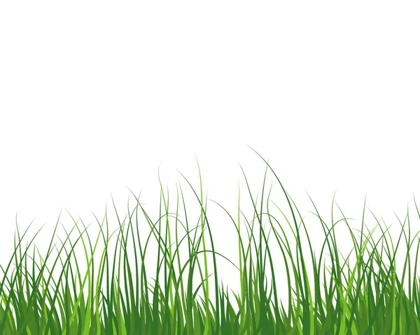 緑の春の牧草地草 新鮮な色の植物 季節の成長草 分離された植物要素 ハーブ 自然の芝生の茂み 花の国境 ベクターイラスト — ストックベクタ