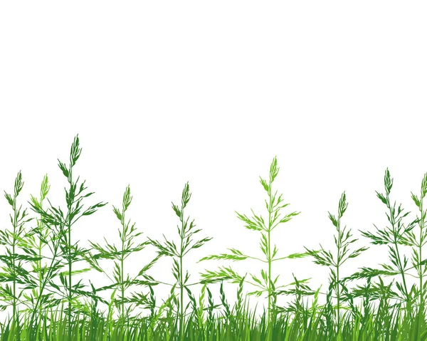 Tráva Zelené Louce Čerstvé Barevné Rostliny Sezónně Rostoucí Tráva Oddělené — Stockový vektor