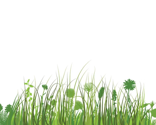 Herbe Verte Des Prairies Printanières Plantes Couleur Fraîche Herbe Croissance — Image vectorielle