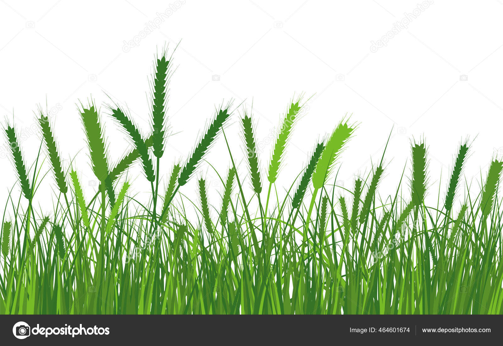 草原の草の上の小麦 新鮮な色の植物 季節の成長草 分離された植物要素 ハーブ 天然の小麦の茂み 花の国境 ベクターイラスト ストックベクター C Angelp