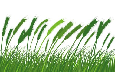 Çayır çimlerinde buğday. Taze renkli bitkiler, mevsimlik çimenler, ayrılmış botanik elementler, bitkiler. Doğal buğday çalıları, çiçek sınırı. Vektör İllüstrasyonu.