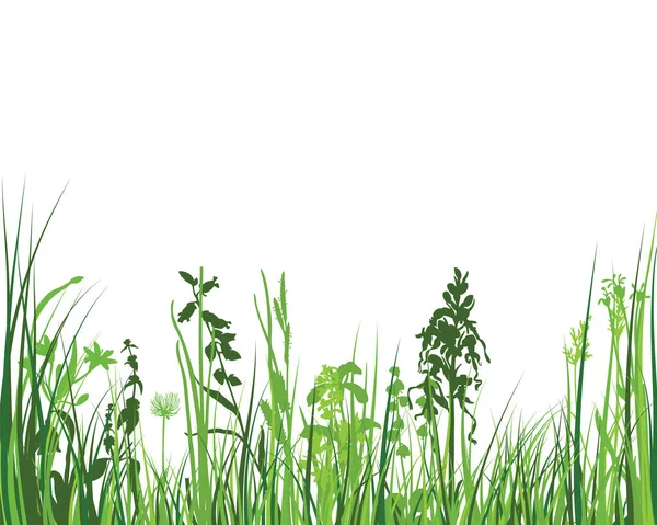 Grama Prado Primavera Verde Plantas Cor Fresca Grama Crescimento Sazonal —  Vetores de Stock