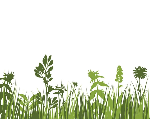 Herbe Verte Des Prairies Printanières Plantes Couleur Fraîche Herbe Croissance — Image vectorielle