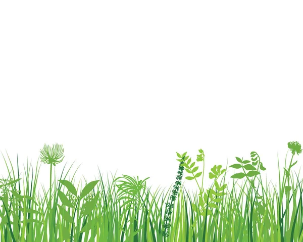 Herbe Verte Des Prairies Printanières Plantes Couleur Fraîche Herbe Croissance — Image vectorielle