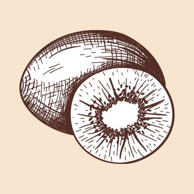 Kiwi ikonu. El çizimi çizimi. Retro Vintage Tasarım. Vektör İllüstrasyonu.
