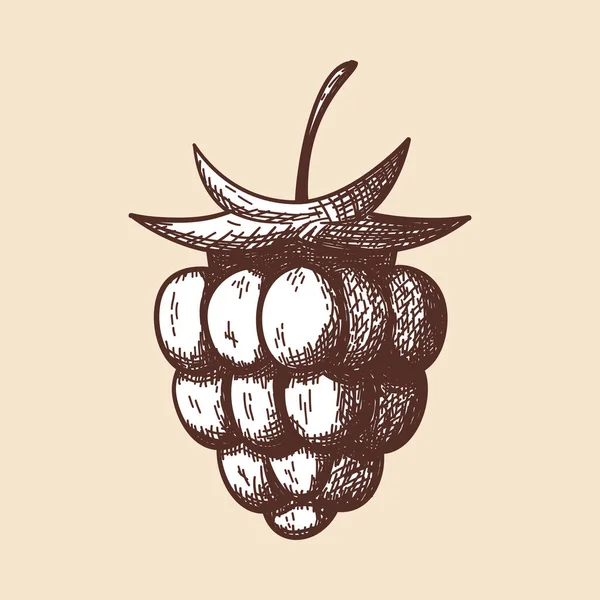 Icon Raspberry Ručně Kreslený Náčrt Retro Vintage Design Vektorová Ilustrace — Stockový vektor