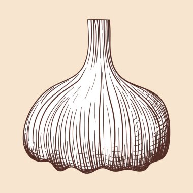 Sarımsaklı ikon. El Çizimi Tasarımı. Vektör İllüstrasyonu.