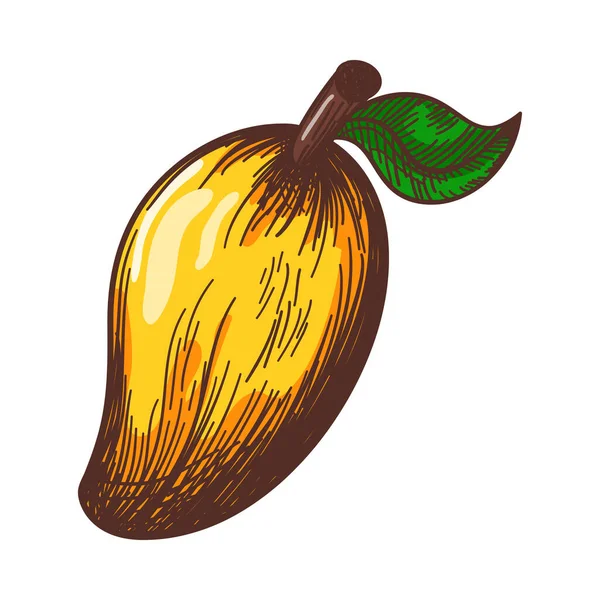 Ikone Des Mango Handgezeichnetes Skizzendesign Vektorillustration — Stockvektor