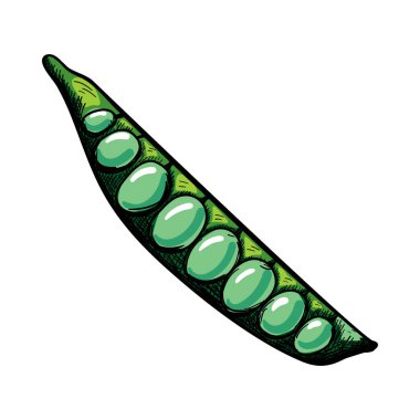 Bezelye Simgesi. El Çizimi Tasarımı. Vektör İllüstrasyonu.