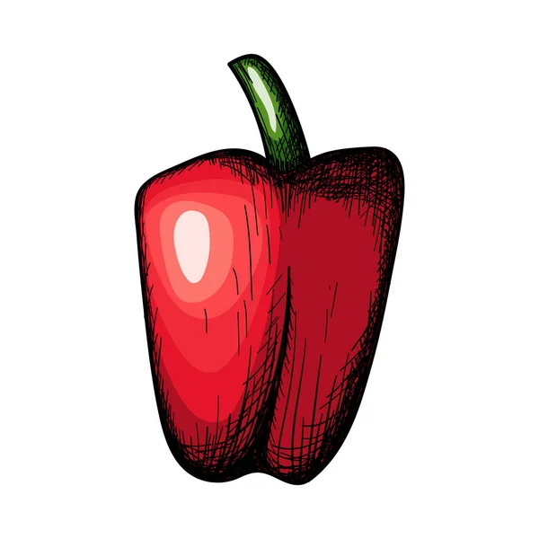 Pepper Icon Handgezeichnetes Skizzendesign Vektorillustration — Stockvektor