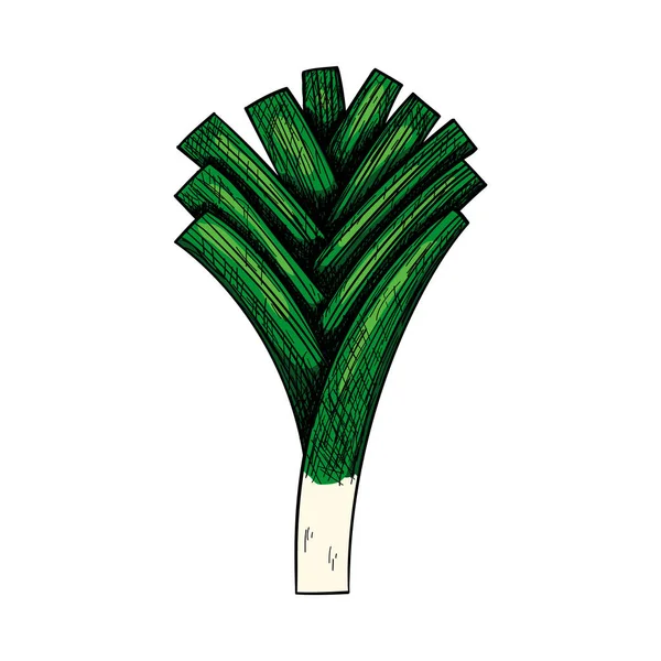 Icône Oignon Poireau Esquisse Dessinée Main Illustration Vectorielle — Image vectorielle
