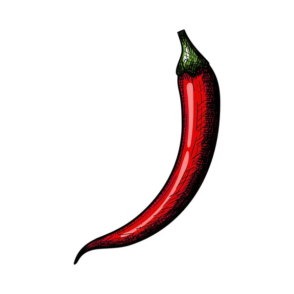 Chili Pepper Icon Handgezeichnetes Skizzendesign Vektorillustration — Stockvektor