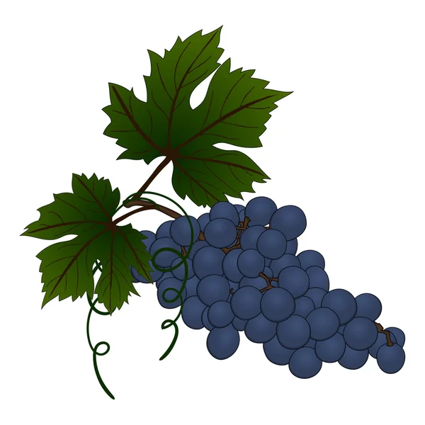 Иллюстрация виноградной ветви — стоковый вектор
