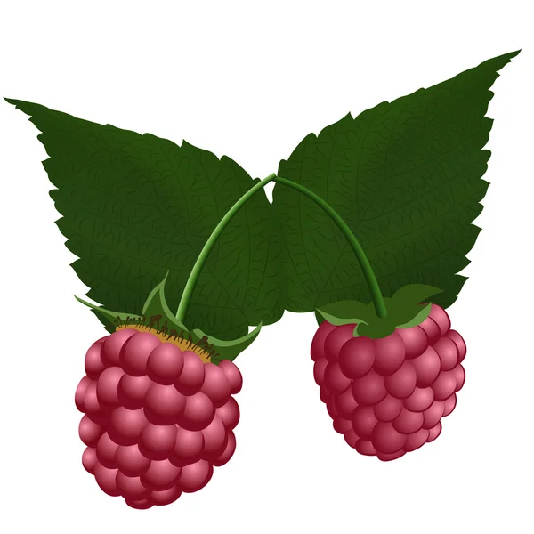 Raspberry segar matang - Stok Vektor