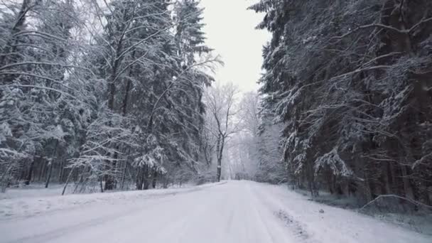 Malowniczy zimowy las z pokrytymi śniegiem drzewami. Piękny las przy opadach śniegu. Szeroki kąt gimbal Steadicam strzał z białego lasu i spadające płatki śniegu. Kamera porusza się prosto po zaśnieżonej leśnej drodze — Wideo stockowe