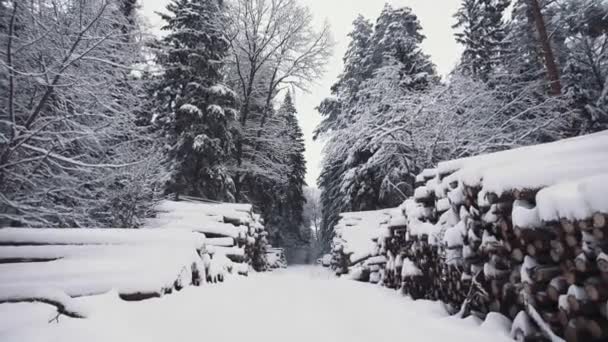 Piled sosny układane kłody pokryte śniegiem w lesie zimowym. Stos ciętego drewna, kłody drewna w pięknym lesie przy opadach śniegu. Szeroki gimbal Steadicam strzał z białego lasu i spadające płatki śniegu — Wideo stockowe