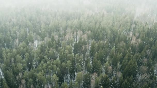 Воздушный живописный лес с заснеженной елкой и соснами. Вид сверху на красивый зимний лес. Беспилотник летит высоко над верхушками деревьев. Полет над белым лесом. Туман на горизонте, туманный день — стоковое видео