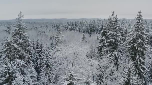 雪に覆われたスプルースと松の木と空中ビュー冬の森。トップビューは、美しい冬の森を飛ぶ。冷凍の木、カメラの丘の風景の上を飛ぶ。白い森を飛ぶ — ストック動画