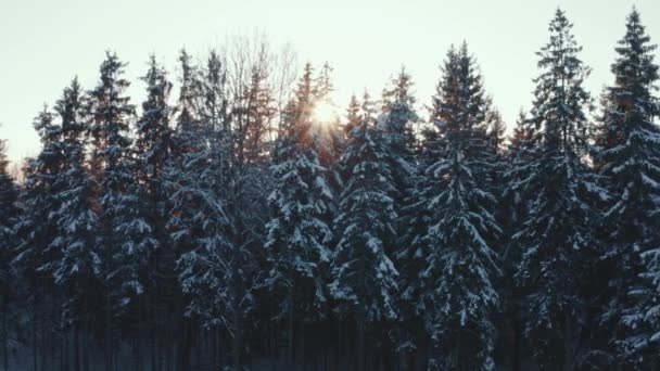 Serata soleggiata nella foresta invernale, tramonto, pini ghiacciati coperti di neve in caldi raggi di sole. Vista cinematografica, il drone vola simulando il movimento del carrello. Bellissimi boschi. La luce del sole splende attraverso le cime degli alberi — Video Stock