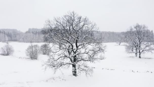 在冬季的降雪、雪白的田野和地平线上的森林中，无人驾驶飞机在孤独的橡树周围飞翔。没有被雪覆盖的叶子的树枝。飞越冰冷的光秃秃的树枝 — 图库视频影像