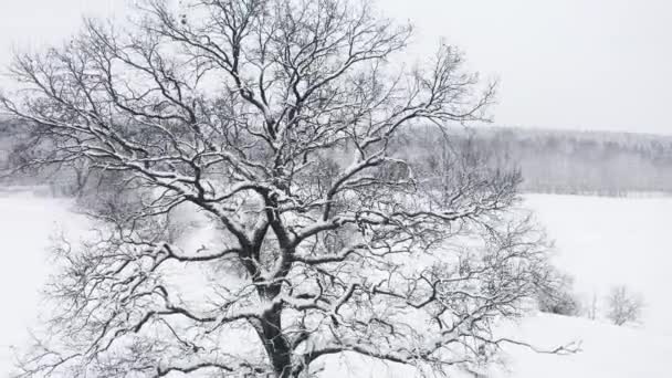 Aereo, drone vola intorno quercia solitaria in inverno durante la nevicata, campo bianco nevoso. Rami di albero senza foglie ricoperti di neve. Volo sopra ramo nudo congelato — Video Stock