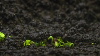 Yakın plan mikro yeşiller zaman atlamalı, büyüyen yeşil bitkiler zamanla büyür, sera tarımında yeni doğmuş salata filizlenir. Bitkiler hızla büyür, hızlanır. Doğal sürecin makro görünümü