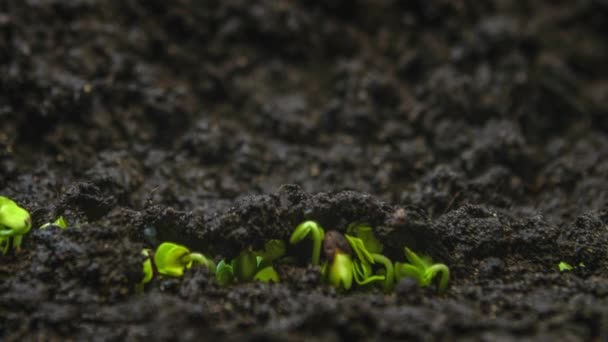 Yakın plan mikro yeşiller zaman atlamalı, büyüyen yeşil bitkiler zamanla büyür, sera tarımında yeni doğmuş salata filizlenir. Bitkiler hızla büyür, hızlanır. Doğal sürecin makro görünümü — Stok video