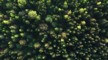 Yazın güneşli bir günde yeşil ormanın üzerinde uçan hava sineması. Kuşların muhteşem gözleri, uzun çam ağaçlarının üzerinden uçar sabah veya akşam güneşinde. Orman ağaçlarının tepeleri sıcak güneş ışığıyla aydınlanır.