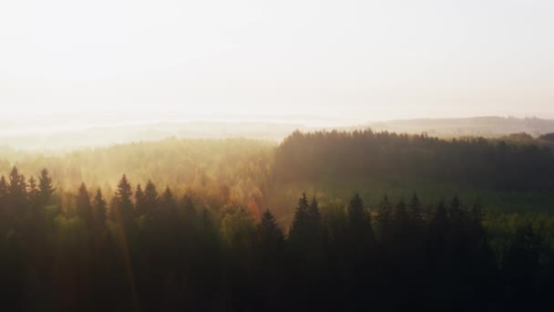 Drone aéreo volando sobre el bosque montañoso en la mañana brumosa, nubes de niebla. Los rayos del sol atraviesan las ramas de los árboles con niebla. Las copas de los árboles se iluminan con luz amarilla cálida. Maravillosa vista nebulosa amanecer en el bosque — Vídeos de Stock