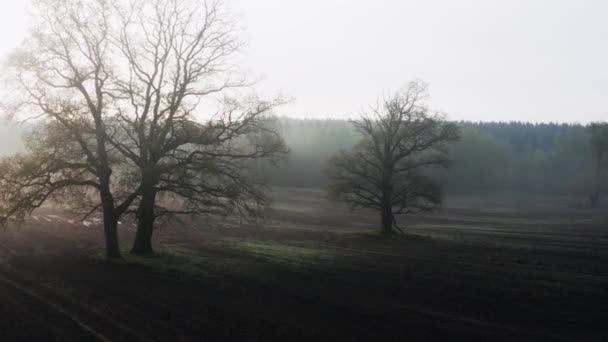 Vliegtuig drone vlucht eikenbomen kale takken zonder gebladerte in het veld in de buurt van bos sombere mistige ochtend. Dramatische depressieve mistige landschap. Mysterieuze bossen in mist en mist — Stockvideo