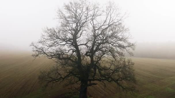 Vzdušný záběr osamělých dubových větví holých v zamlženém ránu na poli. Dramatická depresivní zamlžená krajina. Záhadné dřevo v mlze. Dron stoupá zdola nahoru simulovaným pohybem jeřábu — Stock video
