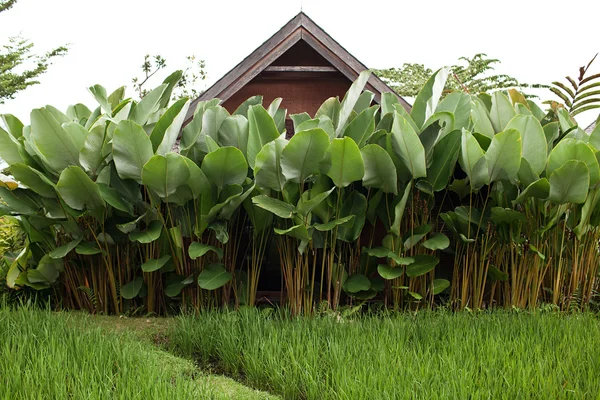 Wooden house in the garden. Wood roof hiding in big exotic leave — Stock Photo, Image