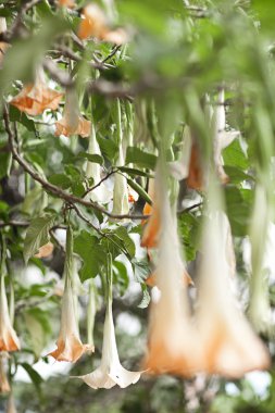 yaprak yeşil arka plan. Egzotik Asya