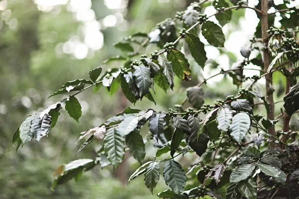 Coffee tree with green berries on farm, Bali island — Stock Photo, Image