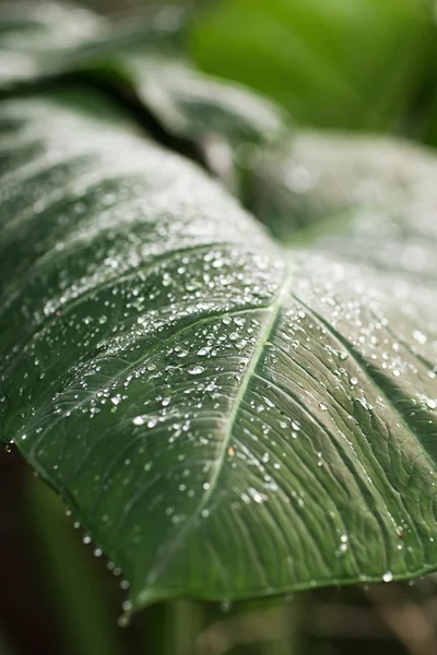 Gouttes d'eau sur feuille verte fraîche — Photo