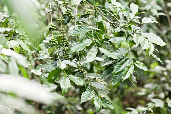 Coffee tree with green berries on farm, Bali island — Stock Photo, Image