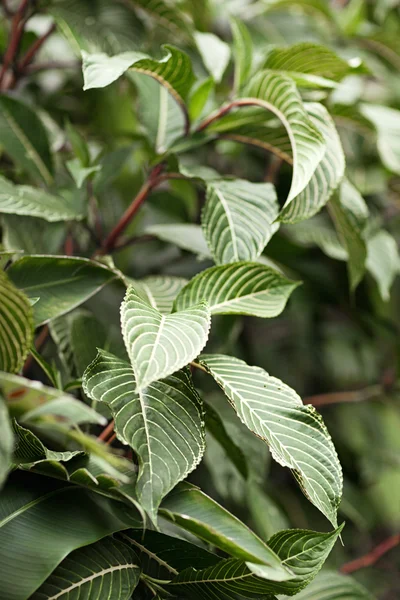 Green leaf background. Exotic Asia — Stock Photo, Image