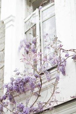 Geçişli mor wisteria çiçekleri