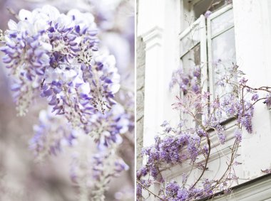 Geçişli mor wisteria çiçekleri