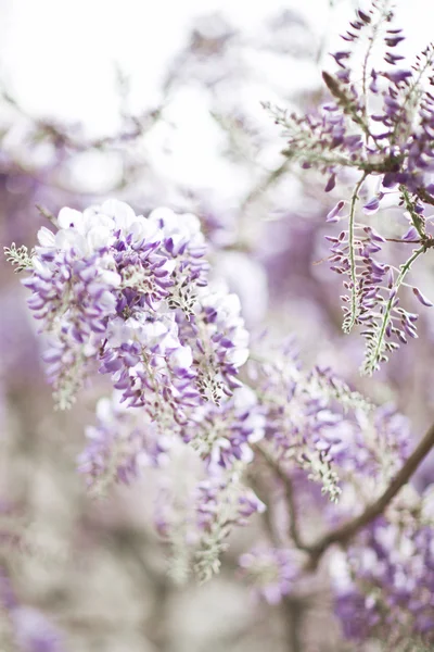 Geçişli mor wisteria çiçekleri