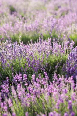 Provence 'deki menekşe lavanta tarlasında gün batımı