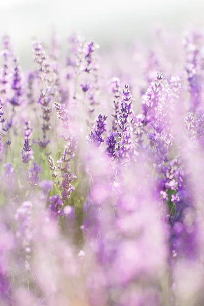 Puesta de sol sobre un campo de lavanda violeta en Provenza — Foto de Stock