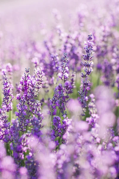 在普罗旺斯的紫色薰衣草地里落日 — 图库照片
