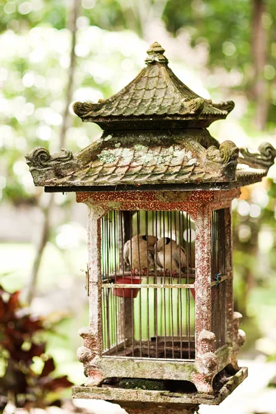 Pequeñas aves en viejas jaulas vintage —  Fotos de Stock