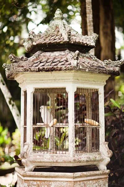 Small birds in old vintage cages — Stock Photo, Image