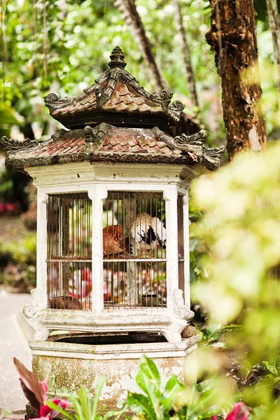 Pequeñas aves en viejas jaulas vintage —  Fotos de Stock